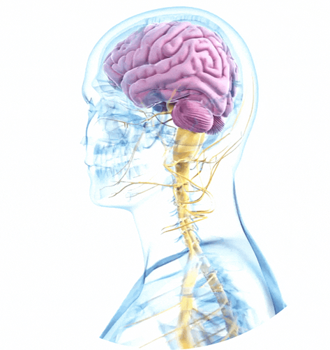 side view of transparent human torso, with brain and 
                        nervous system visible and focused.